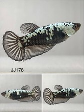 Betta Live Fish Female - Koi Black Samurai HMPK - JJ178 - High Quality A