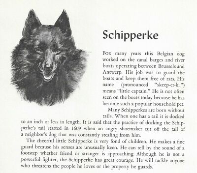 Schipperke - CUSTOM MATTED - 1954 Vintage Dog Art Print 