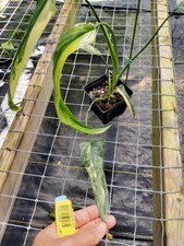 Philodendron Holtonianum Variegated, Exact Plant Ships Nationwide