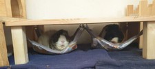 Meerschweinchenhaus Meerschweinchenhäuschen Hängematte  Hängemattengestell 80109