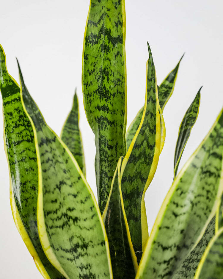 Sansevieria Laurentii Snake Plants Live Best Indoor in 2gal Pot; 24-27in  Tall | eBay