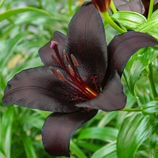 1 - NIGHTRIDER ASIATIC LILY Live Flower Bulb  - Perennial  " FREE  SHIPPING "