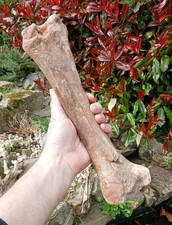 Steppe Bison Leg Bone  Ice Age Fossil North Sea UK