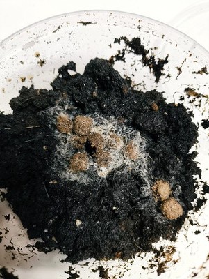 Live Grindal Worms Culture   High-Protein Fry & Nano Fish Food | Easy to Grow.