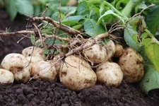 Jicama Thai Seeds, (Thai Variety), Asian Variety of Jicama. Seeds for planting.