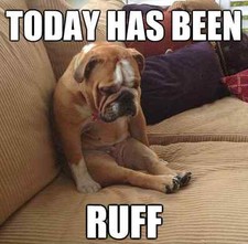 Funny Bulldog fridge magnet 3 1/2 X 3 1/2 " Made in USA