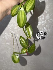 Orchid Vanilla Panifolia Variegated Fresh Cutting Indoor House Plant