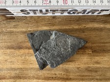 Ammonit Fossil Platte - Schiefer - mehrere Ammoniten, Naturstein - Sammlerstück