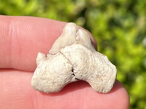 NICE Pathological Otodus obliquus Fossil Sharks Tooth Morocco Deformed Teeth