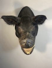 Pig Head Taxidermy