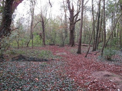 Foto A2 Schmale Lichtung in Eschenplantage South Ockendon um 2011
