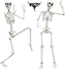 5.9FT Skeleton Halloween Full Size, Life Size Skeleton with Posable Joints