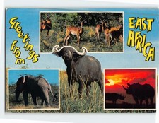 Postcard Greetings from East African Wildlife
