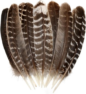 Natural Wild Turkey Feathers Wing 10-12Inch-20pcs, wild turkey feather wing 