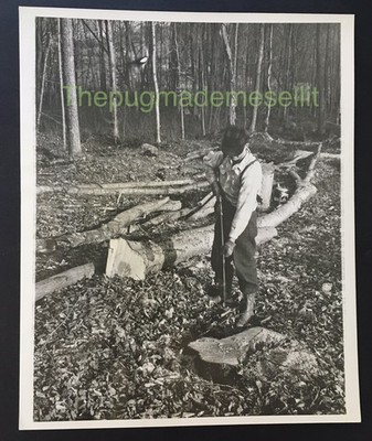 Asplundh Tree Expert Man Cutting Down Tree B&W Photograph 8x10 Vintage