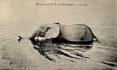 Ak Missions des du Saint-Esprit, Elefant - 4932861