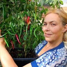 Kashmiri Chilli Plug Plant – Mild Indian Cooking Chilli Variety