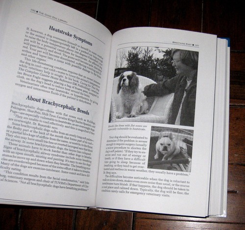 Dog Care and Nutrition Care, Feeding, Grooming Advice by John Berg (2004, Tufts) - Bild 3 von 4