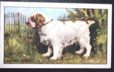 CLUMBER SPANIEL  Vintage 1936 Illustrated Dog Card  AF15MS