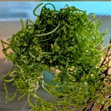 Moss Ball for Hawaiian Red Shrimp pae ula, Chaeto Algae