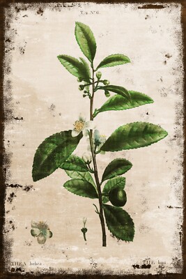 Thea Bohea Teepflanze, gealterter Look Vintage botanische Illustration, neues Metallschild