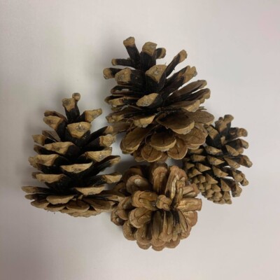 Kleine Tannenzapfen 5 - 7 cm Kunst Blumen Basteln Hochzeit Weihnachtsdeko GRATIS P