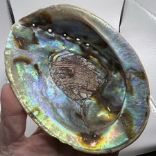 Large Abalone Shell Natural Paua Rainbow LG Sea Green Blue Shell Beach 5.75”