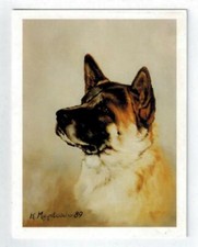 Lot de 12 cartes de notes d'étude Akita Pet Dog Head neuves par Ruth Maystead (AKI-2)