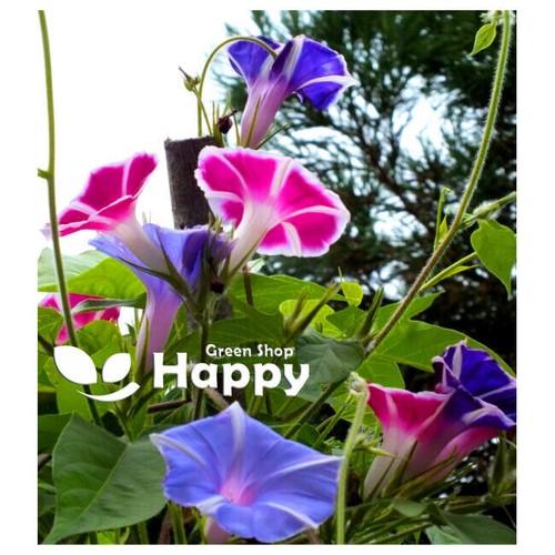 CLIMBING FLOWERS - Vines - Thunbergia Morning Glory Sweet Pea - Flower seeds - Picture 69 of 121