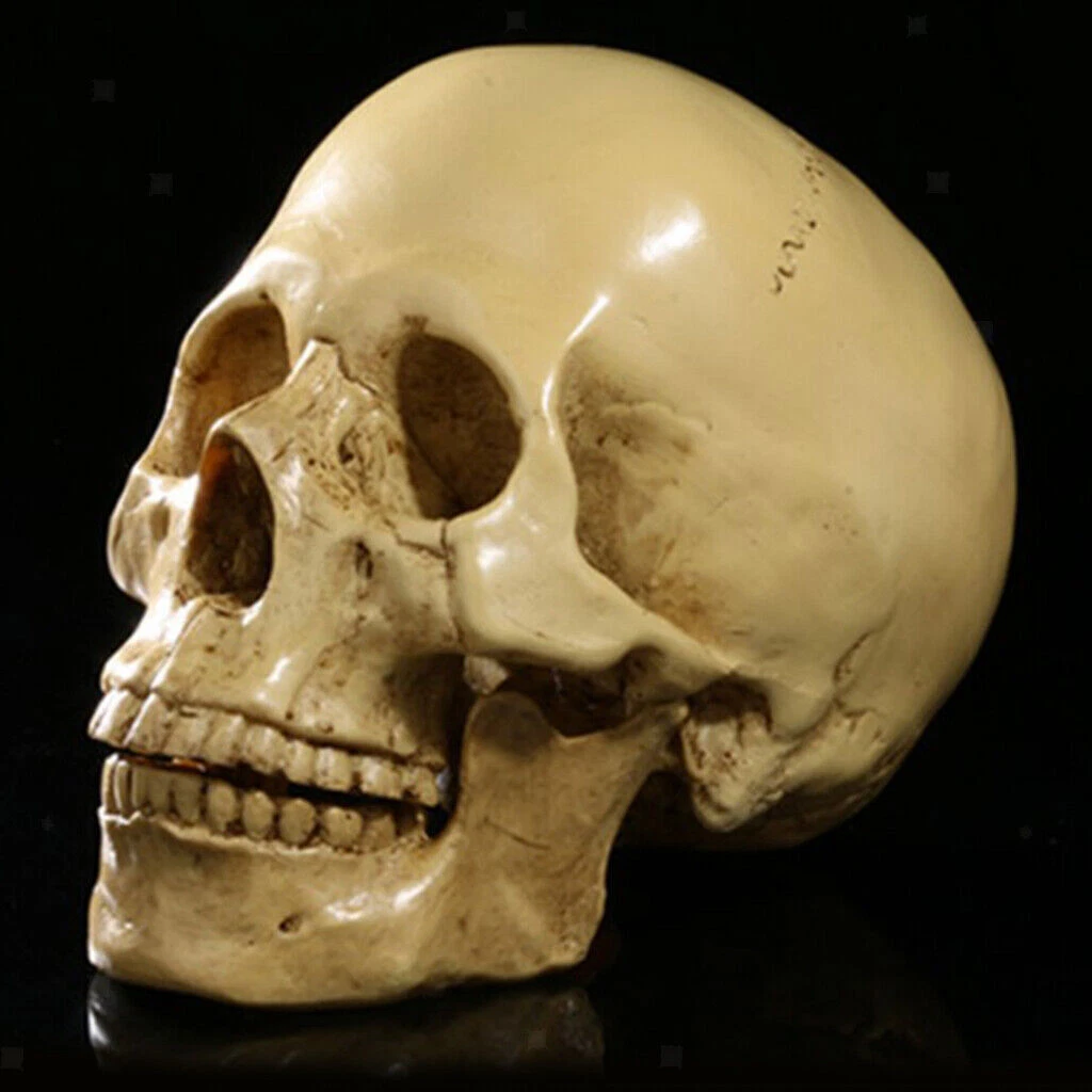 Human Skull Replica (Realistic Life Size Resin Model) - 1:1 Skeleton Medical Prop
