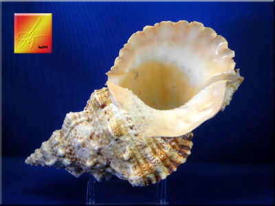 X-Large Pacific Lampas Shell Seashell 9''+  Beach Cottage Decor (Frog Bursa)