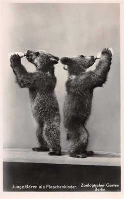 722614) Postcard animals/zoo - young bears as bottle children in Zoo Berlin 