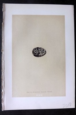 Morris 1896 Antique Bird Egg Print. White-Winged Black Tern 219