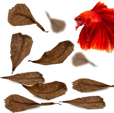 Sungrow 50 Pcs Mini Catappa Indian Almond Leaves for Betta Fish Aquarium, Shrimp