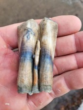 Historic bison tooth with blue vivianite  permineralization