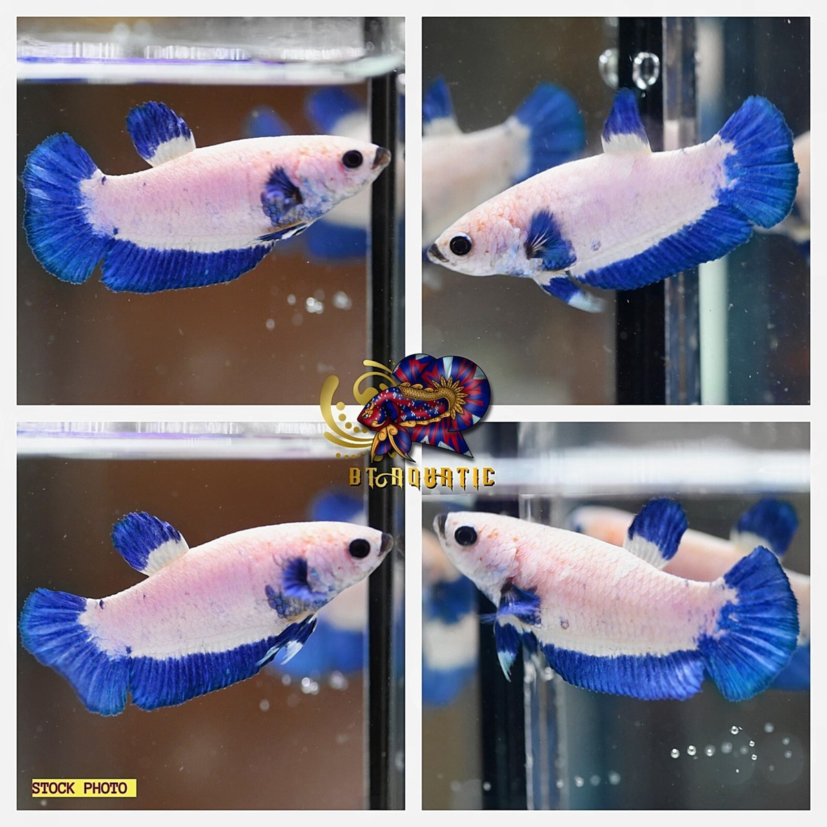 Live Betta Fish HMPK Female Marble Blue Good for Sorority Breed USA Seller eBay