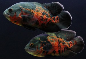 Pair of Astronotus ocellatus Oscar Fish South American 