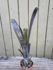 Billbergia Darth Vader rare bromeliad 5''pot