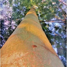 50++ Solobium Parica Sengon Seedss (Schizolobium amazonicum) Var. Parica