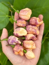 Delirio Pepper Seeds 