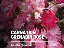 Grenadin Rose Carnation Seeds, Heirloom Flower, USA Grown