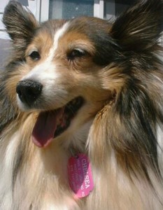 double sided pet tags