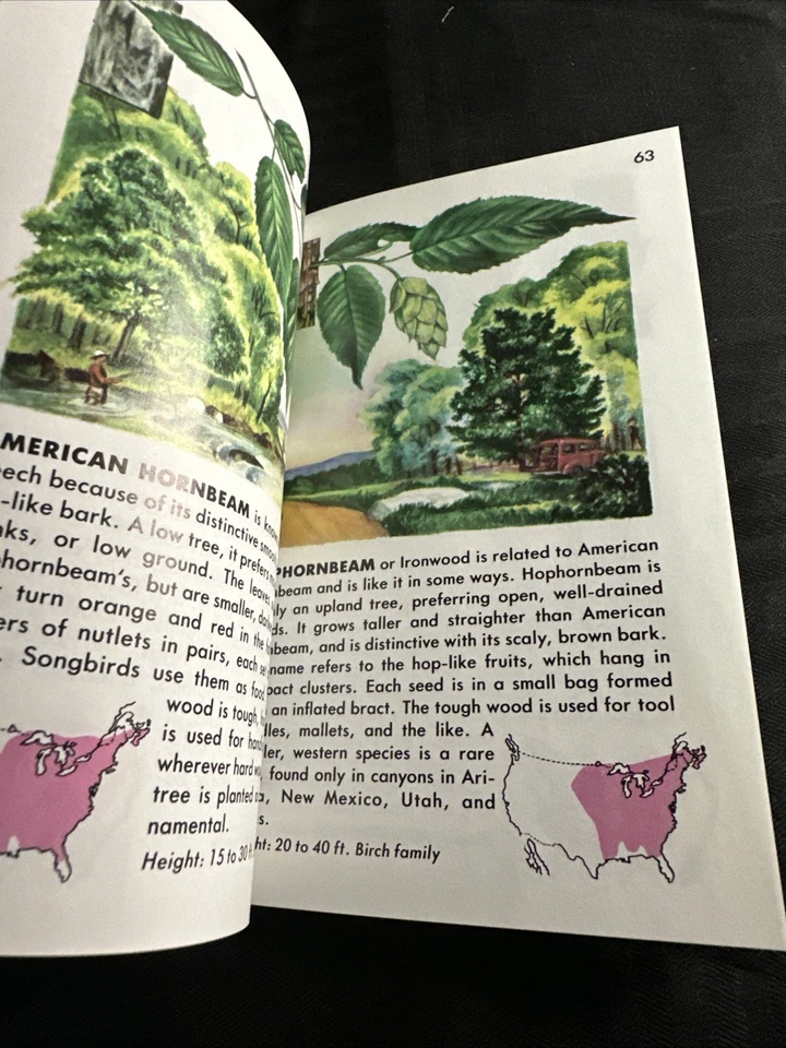 A Golden Guide to Familiar American Trees 1987 Full Color Vintage Book. - Image 4 of 4