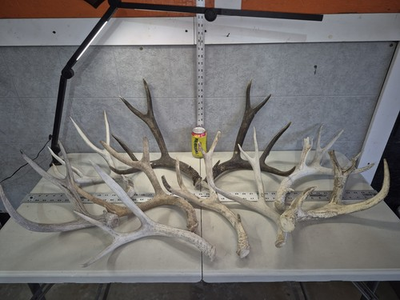 #ad 10 Lbs Bulk Lot BIG MULE DEER Antler Shed Cuts Horn Rack Weathered Chalk Buck $99.00