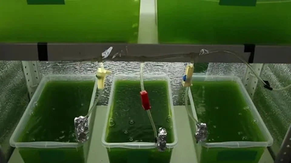 750ml Green Water - Aquarium Filter Feeder Food - Chlorella Algae Live Culture - Image 4 of 4