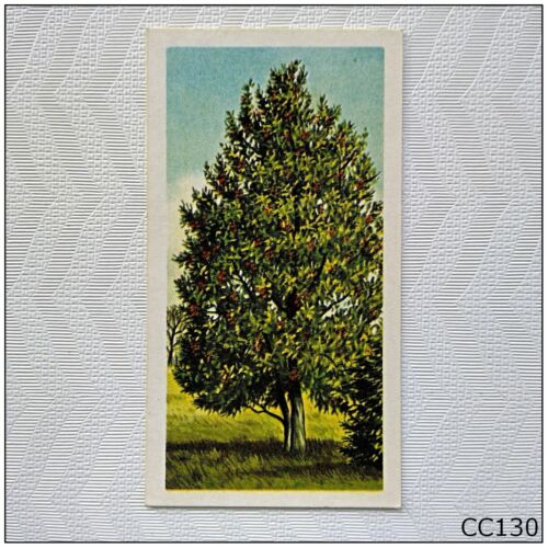 Brooke Bond Trees In Britain #17 Holly Tea Card (CC130) - Picture 1 of 2