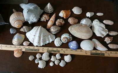 Lt A 40 Nice Seashell Lot  Pearlized Brain Coral Clam Muscle +++ Lot A 