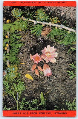 WORLAND Wyoming Die bittere Wurzel, Wildblume des Westens Vintage Leinen Postkarte