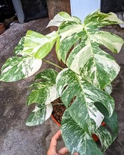Monstera Albo White Tiger Variegated Very Beauty Perfect