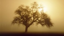 Landscape trees sunlight nature sky Custom Gaming Mat Desk